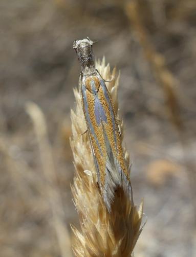 Réf. 352 063 : Pleurota sp.